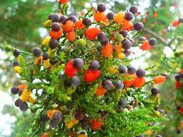 While the museum is closed, visitors are invited to see the tree located diagonally across the street from the rockwell museum in buechner park, tree of forty fruit #87 could be mistaken for any other fruit. The Tree Of 40 Fruit Is An Ongoing Eco House Design Facebook