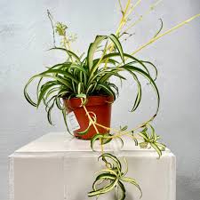 Image result for Chlorophytum galpinii