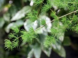 Image result for Asparagus macowanii