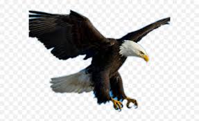Logo keren png free transparent png logos | via : Bald Eagle Clipart Picsart Voo Da Aguia Em Png Transparent Gambar Burung Elang Png Bald Png Free Transparent Png Images Pngaaa Com