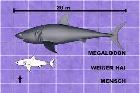 Er ist in losen gruppen ab und zu die meisten menschen glauben das haie groß tiere sind. Megalodon Wieso Der Urzeit Hai Ausstarb Blinker