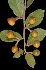 Image result for Grewia flavescens