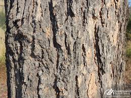 Image result for Eucalyptus cloeziana