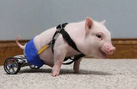 Injured Animals Keep Moving With Prosthetics Animal Stories Baby Animals Animals