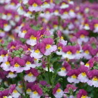 Image result for Nemesia lilacina