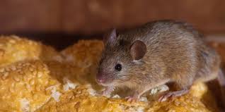 Great, you're in the right place! 6 Best Mouse Poisons For Efficient Diy Mice Killing