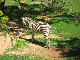 Zebra At The Portland Zoo Portland Zoo Zebra Zoo