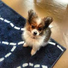 The pomeranian chihuahua mix will need consistent brushing several times a week. C4a3997981613c2ab4668779c5e49dd4 Jpg 736 736 Pomchi Puppies Chihuahua Mix Puppies Pomeranian Chihuahua Mix