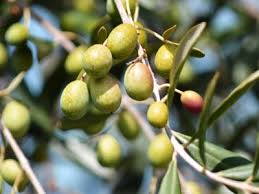 Une Production De 40 Mille Tonnes D Huile D Olive Estimee A La Mahdia