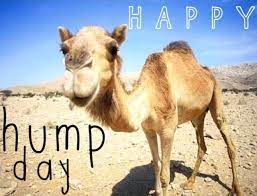 The long eyelashes keep sand out of the camel's eyes. Camel Memes