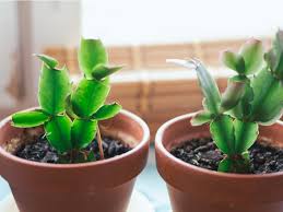 Image result for cactus cuttings