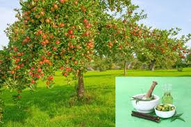 Essential oils are distilled and concentrated natural oils found in plants, which make them a powerful natural tool in the repellent fight. When To Spray Neem Oil On Fruit Trees Grower Today