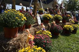 Buffalo Bills starred as main theme in Kendall Scarecrow Fest