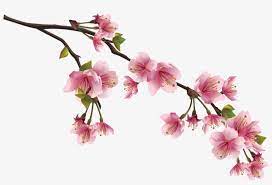 The tall branches are a gorgeous way to welcome your guests when featured by the entryway of your venue. 0 116076 289f8f50 Orig Cherry Blossoms Branch Png Transparent Png 1464x928 Free Download On Nicepng