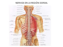 Resultado de imagen de dorsal
