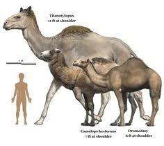 Camels typically live in the. 390 Prehistoric Mammals Ideas In 2021 Prehistoric Mammals Prehistoric Animals