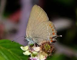 Image result for Satyrium sceptrum