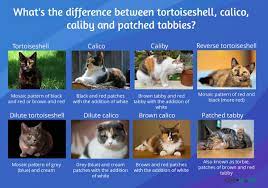 What Is The Difference Between A Calico And Tortoiseshell Cat Cat World