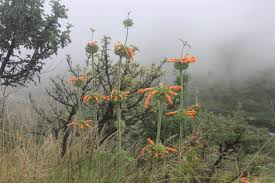 Image result for Leonotis myrothamnifolia