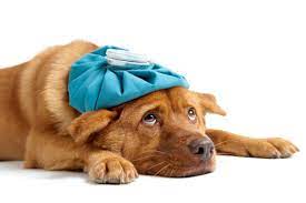 Pet World Will Insect Repellent Hurt Dogs Who Lick People S Skin Chicago Tribune