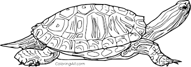 When it comes to understanding ups store box sizes, it's important to know what you're trying to ship and its measurements. Terrapin Coloring Pages Coloringall