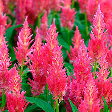Image result for Celosia