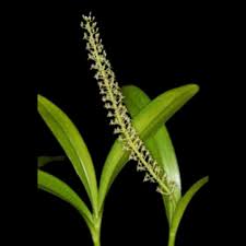 Image result for Liparis tridens