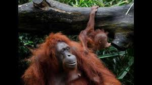 The next generation of skype from microsoft gives you better ways to chat, call, and plan fun things to do with the people in your life, every day. Pin On A Voice For Animals