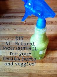 For natural pest control of fruit flies in the garden, try tangle traps, which catch the flies in sticky bait. Homemade Natural Garden Pest Control Most Beautiful Gardens Garden Pest Control Pest Control Natural Pest Control