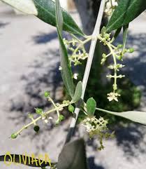 Check spelling or type a new query. Olive Tree Flowers What Do Olive Tree Flowers Look Like Oliviada