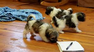 Get the best deals on teddy bears. Jax Shichon Teddy Bear Puppy For Sale Keystone Puppies