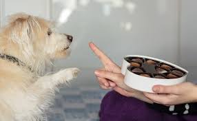 Photo 10 aliments vraiment toxiques pour votre chien qu'il ne doit jamais ...