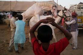 Camelot by joy to the world. The Pushkar Fair The Leica Camera Blog