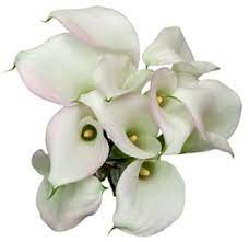 Buy Fresh Calla Lily Crystal Blush Online Calla Lily Mini Calla Lilies Calla Lily Flowers