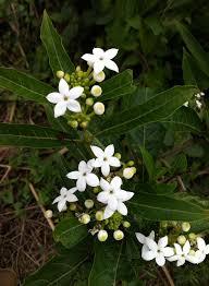 Image result for Morinda angolensis