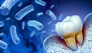 Image result for Porphyrostemma