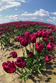 Tulip World Tulips Garden Tulips Plants