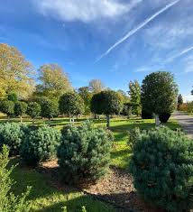 Manche pflanzen sind unscheinbar, während andere uns mit ihrem duft und den wunderschönen blüten geradezu betören. Baumschule Gartencenter Galabau Pflanzen Mohr Koln