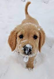 Labrador welpen fox red hallo, labrador welpe fox red süße laborwelpen von oben, die sich in der farbe fox red paaren, um in liebevolle händ. Cutie Cute Puppy Dog Animal Pets Niedliche Welpen Tiere Haustiere