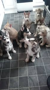 Take a look at our puppies for sale and let us know if you see any that may be of interest to you. East Siberian Laika Puppies For Sale Colorado Springs Co 195013