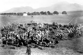 Cattle Kraal And Osxtriches George Cape Province Cattle Africa Photo