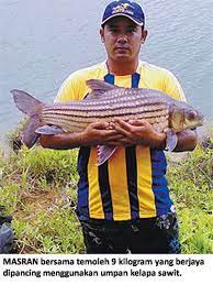 Ikan temoleh is the largest freshwater fish in malaysia. Ikan Temoleh Harga