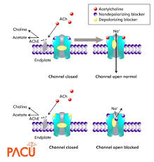 Image result for Paralytic Agent