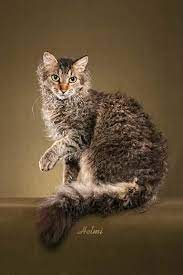 Beautiful Curly Haired Cat Breeds In The World Cat Breeds Cat Breeding Fluffy Cat Breeds Grey Cat Breeds Curly Haire Cat Breeds Laperm Cat Grey Cat Breeds