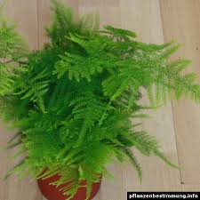 Image result for Asparagus setaceus