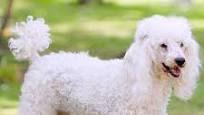 medium poodle from www.wisdompanel.com