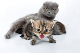 The baby schema can activate a number of innate processes in people, including smiling and positive affect and other nurturing behavior, but research suggests that cute images may also have an impact on. Shouting Baby Kitten With The Family Stock Image Colourbox