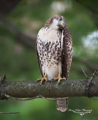 Birds Of Prey Common Sense Media Red Tailed Hawk Pennsylvania Us Photo By Harry Collins Photography Red Tailed Hawk Birds Bald Eagle
