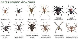 Spiders Identification Montana Natural History Center