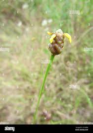 Image result for Xyris anceps